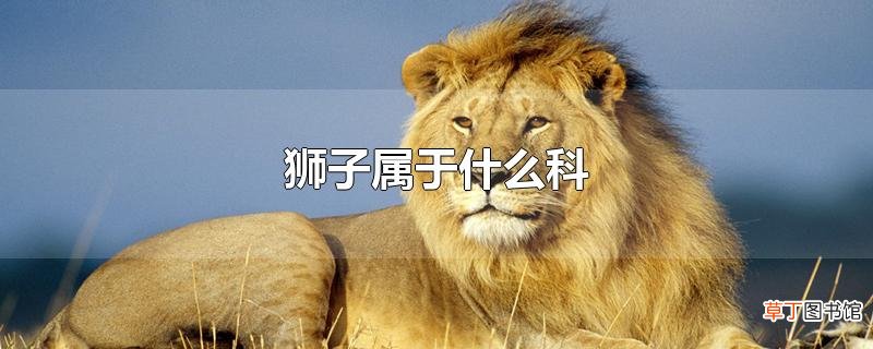 狮子属于什么科