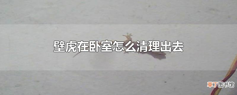 壁虎在卧室怎么清理出去