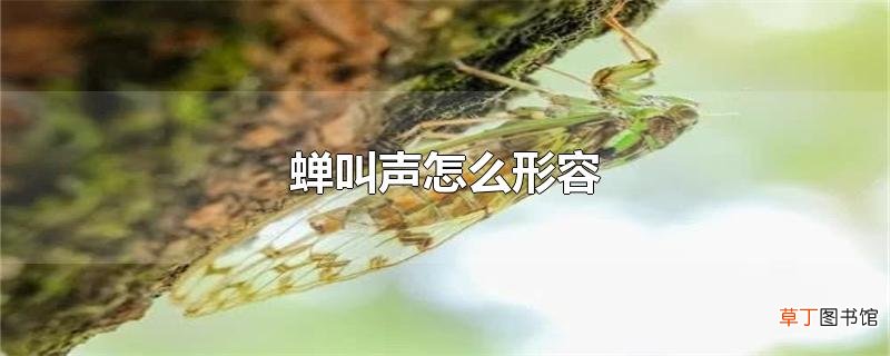 蝉叫声怎么形容