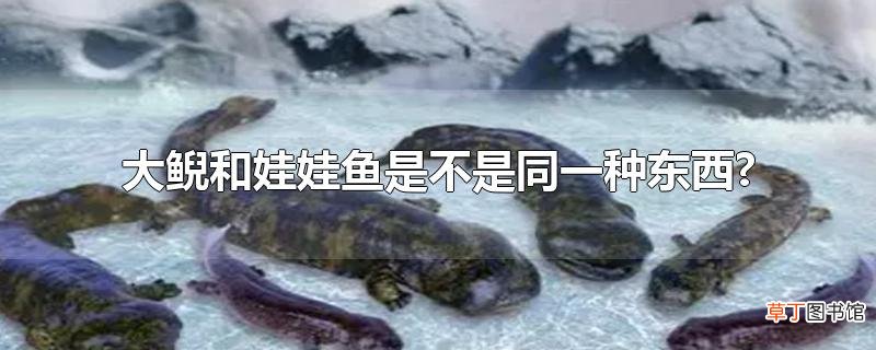 大鲵和娃娃鱼是不是同一种东西?