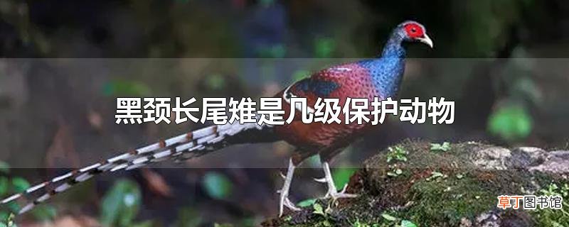 黑颈长尾雉是几级保护动物