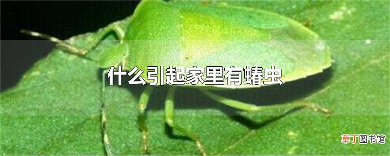 什么引起家里有蝽虫