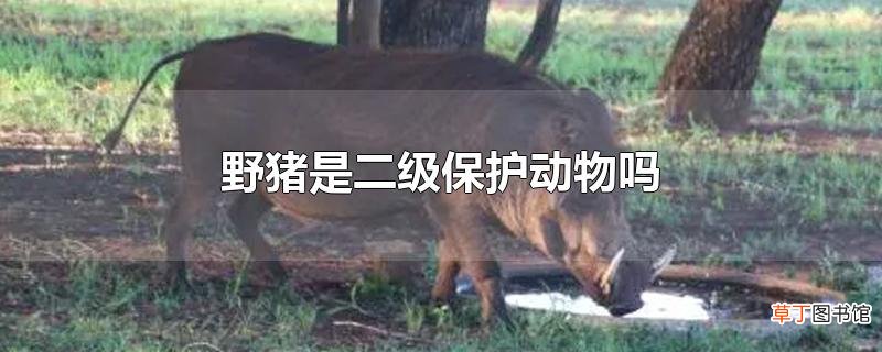 野猪是二级保护动物吗