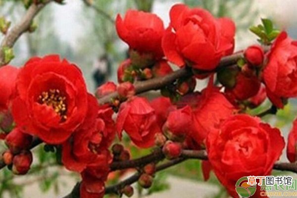海棠树哪里有卖？海棠树什么品种好？