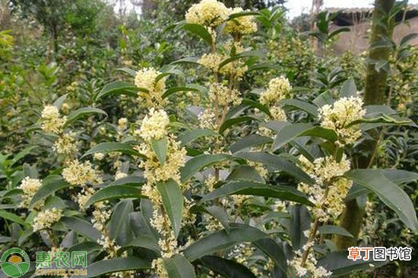 佛顶珠桂花苗多少钱一棵?品种有何优缺点?