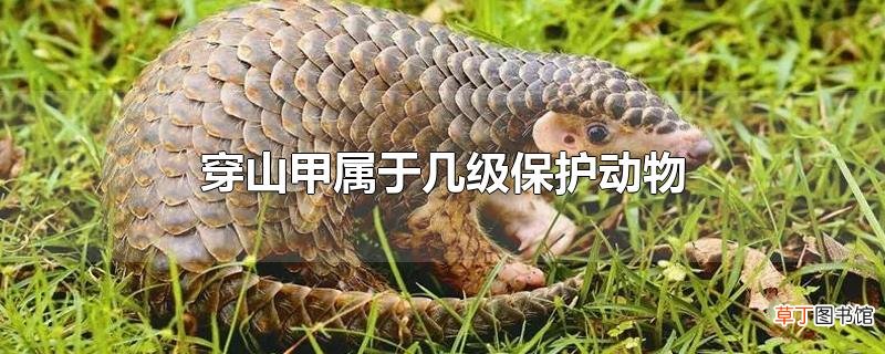 穿山甲属于几级保护动物