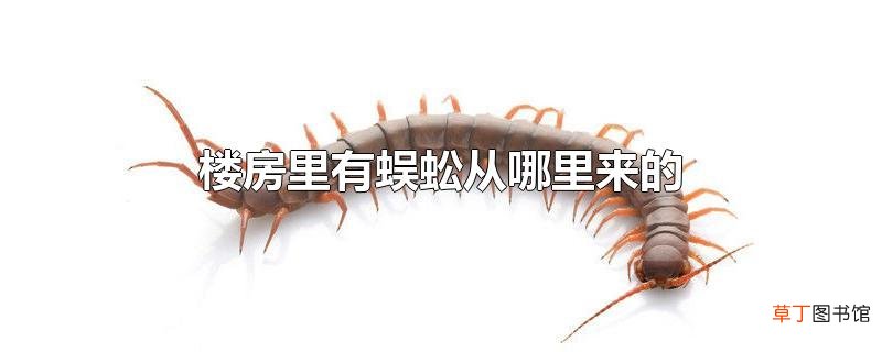 楼房里有蜈蚣从哪里来的