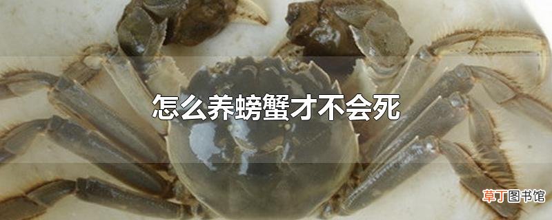 怎么养螃蟹才不会死
