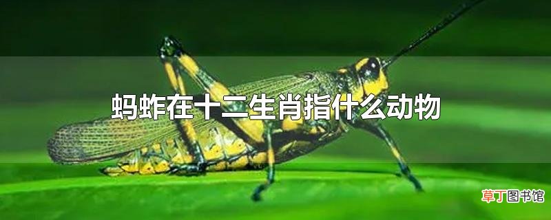 蚂蚱在十二生肖指什么动物
