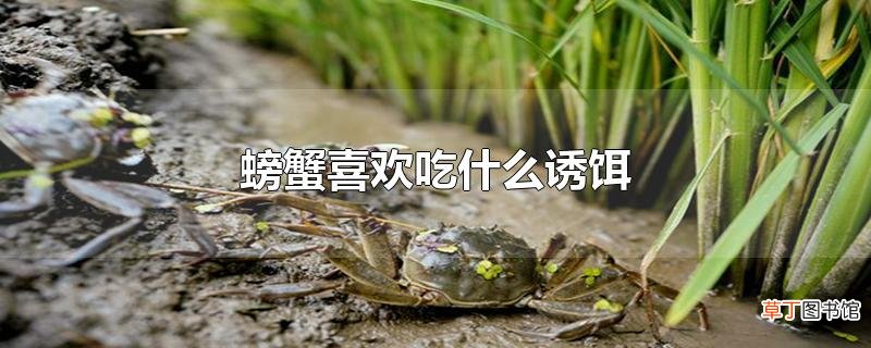 螃蟹喜欢吃什么诱饵