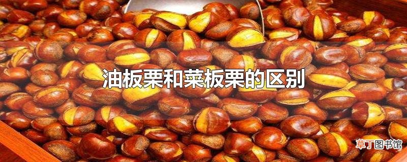 油板栗和菜板栗的区别