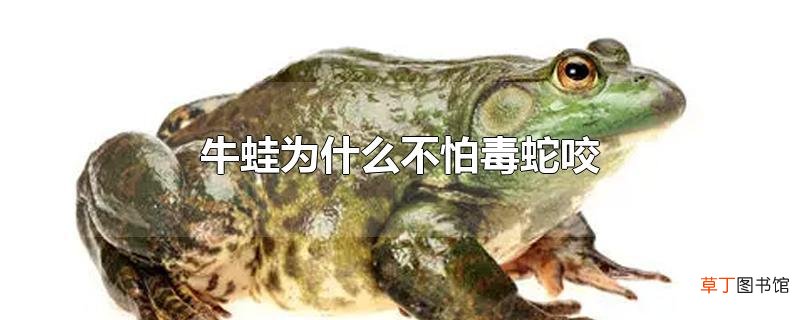 牛蛙为什么不怕毒蛇咬