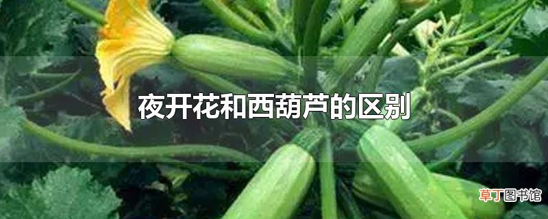夜开花和西葫芦的区别