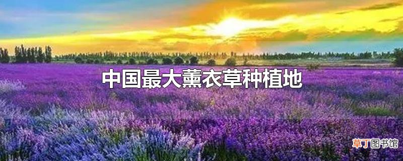 中国最大薰衣草种植地