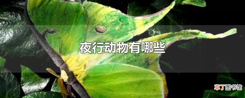 夜行动物有哪些