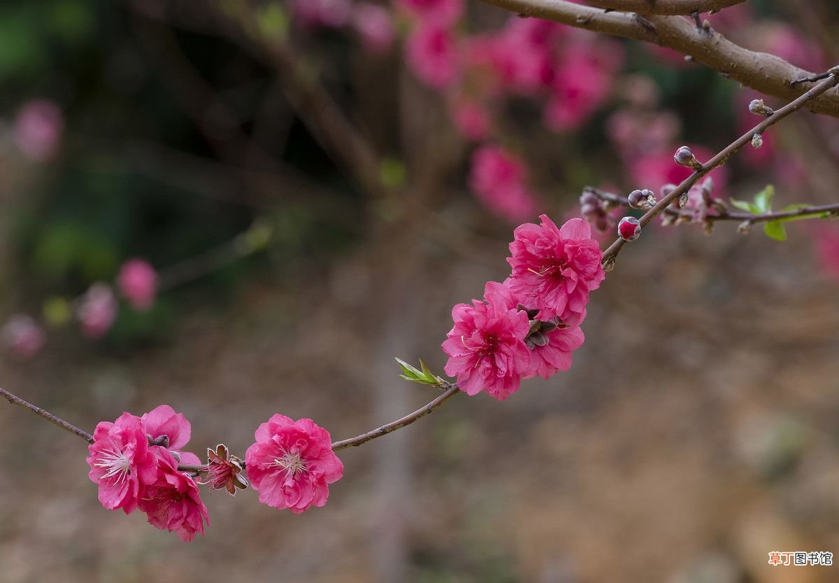 三八女神节，这八首经典诗 关于三八妇女节的诗句