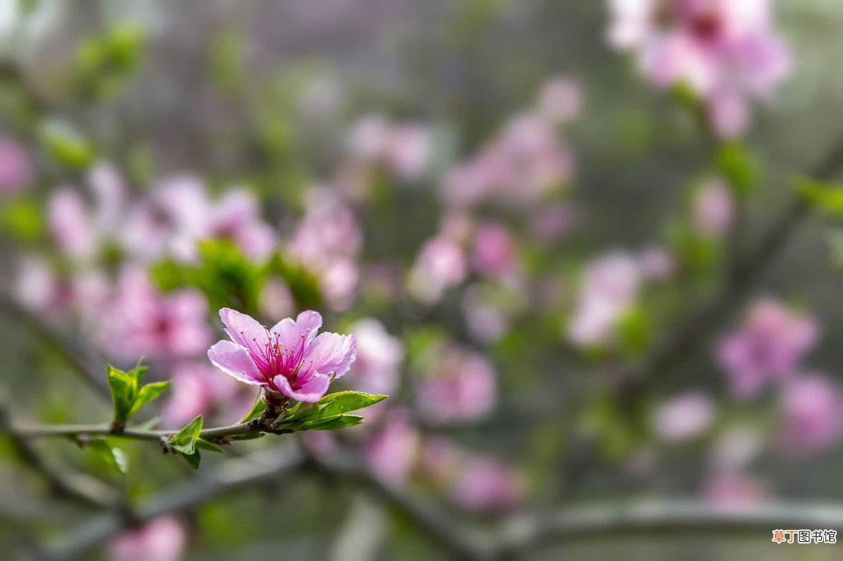 三八女神节，这八首经典诗 关于三八妇女节的诗句