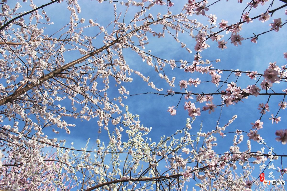 三八女神节，这八首经典诗 关于三八妇女节的诗句