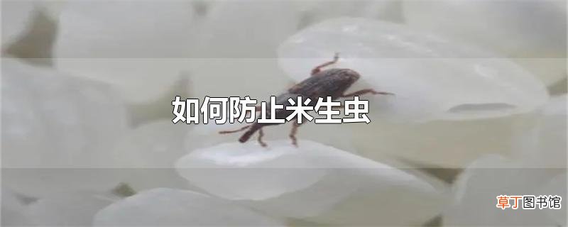 怎么防止米生虫