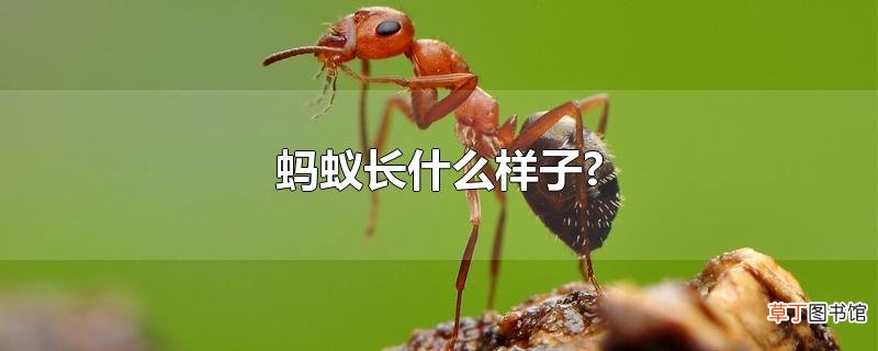 蚂蚁长什么样子?