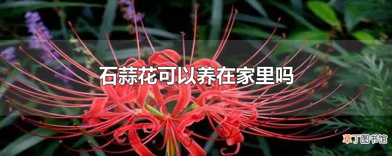 石蒜花可以养在家里吗
