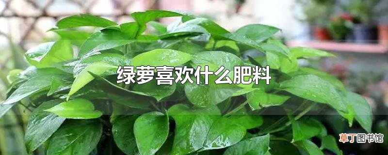 绿萝喜欢什么肥料