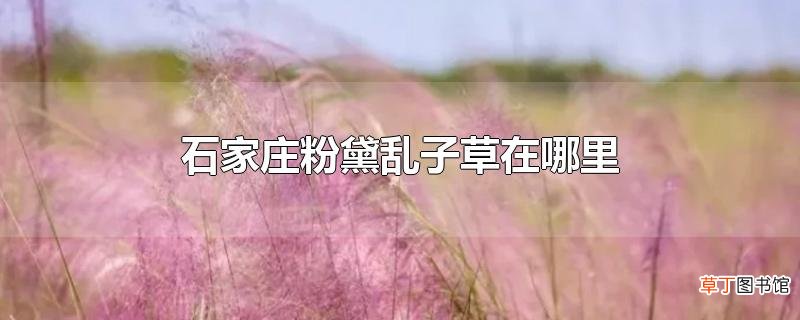 石家庄粉黛乱子草在哪里