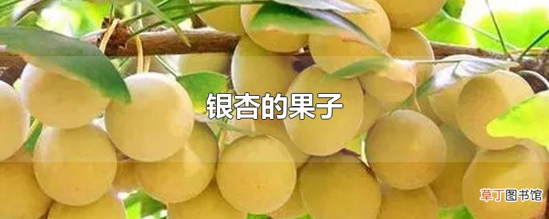 银杏的果子