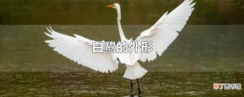 白鹭的外形