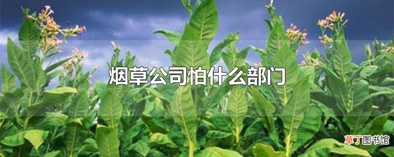 烟草公司怕什么部门