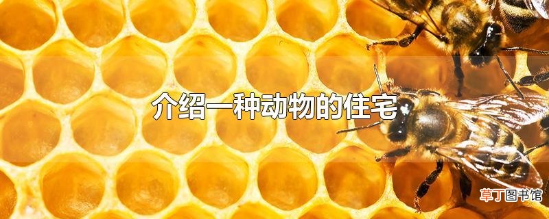 介绍一种动物的住宅
