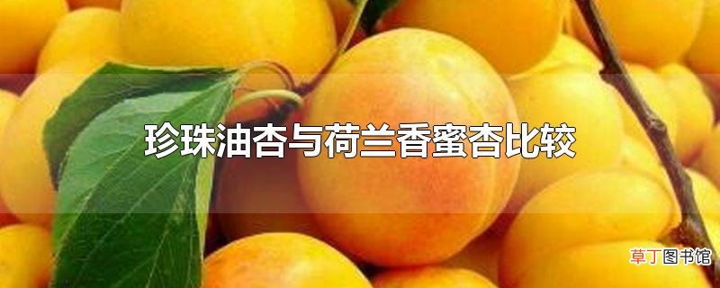 珍珠油杏与荷兰香蜜杏比较