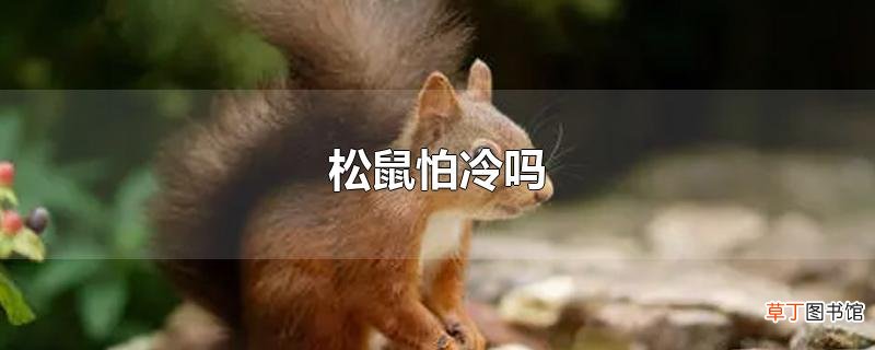 松鼠怕冷吗