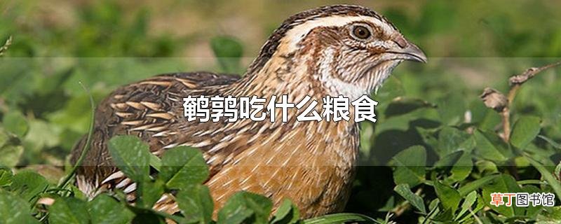 鹌鹑吃什么粮食