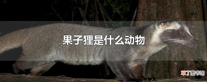 果子狸是什么动物