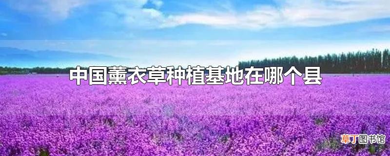 中国薰衣草种植基地在哪个县