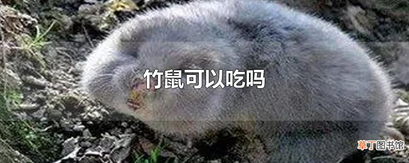 竹鼠可以吃吗