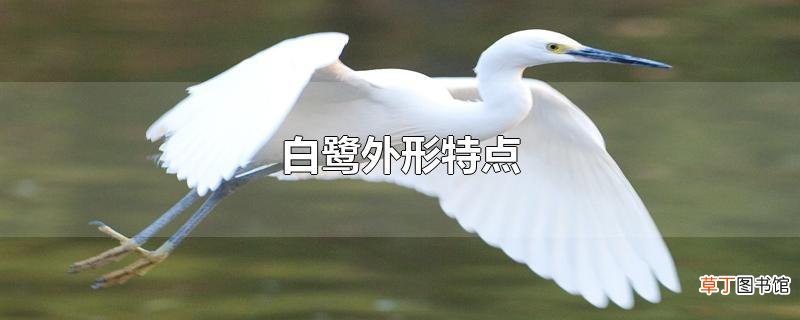白鹭外形特点