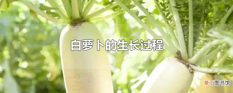 白萝卜的生长过程