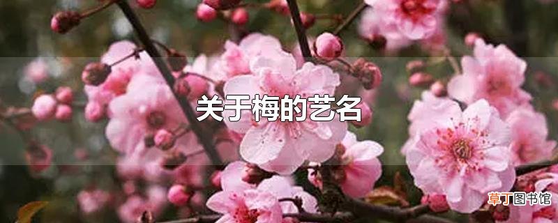 关于梅的艺名