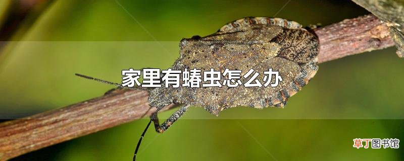 家里有蝽虫怎么办