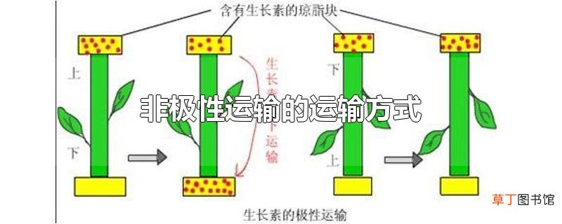 非极性运输的运输方式