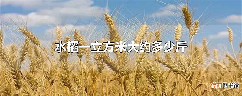 水稻一立方米大约多少斤