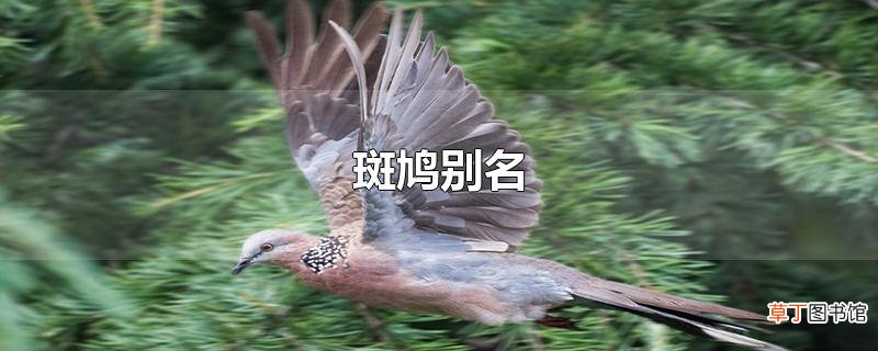 斑鸠别名