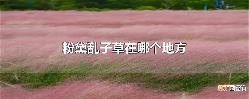 粉黛乱子草在哪个地方