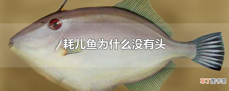 耗儿鱼为什么没有头