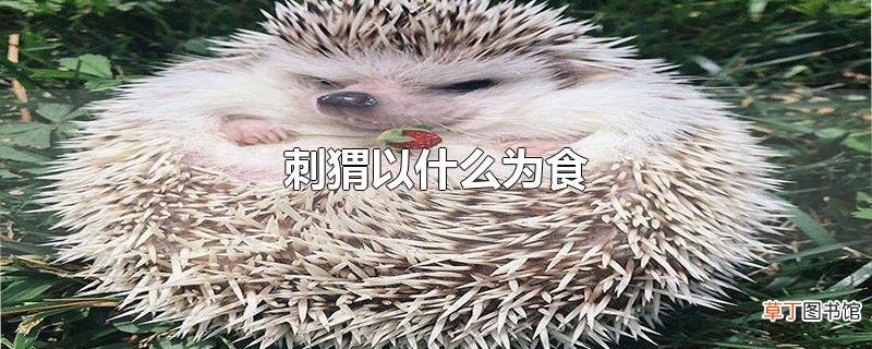 刺猬以什么为食