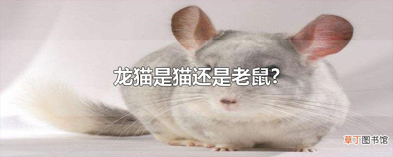 龙猫是猫还是老鼠?