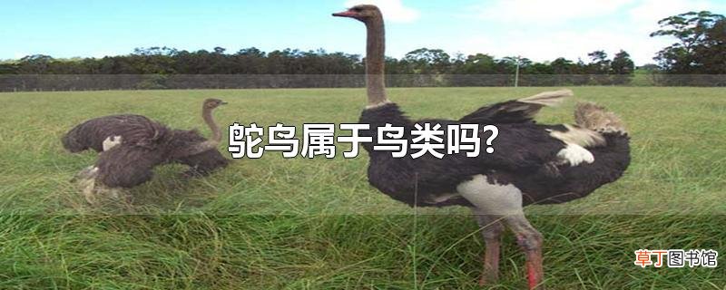 鸵鸟属于鸟类吗?