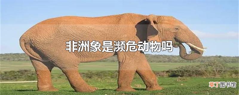 非洲象是濒危动物吗